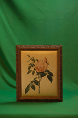 The Sulphur Rose