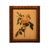 The Sulphur Rose