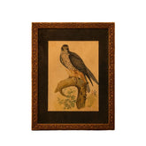 Falcon on a Gnarled Branch