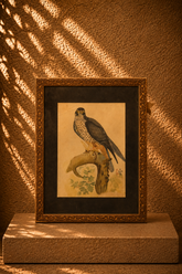 Falcon on a Gnarled Branch