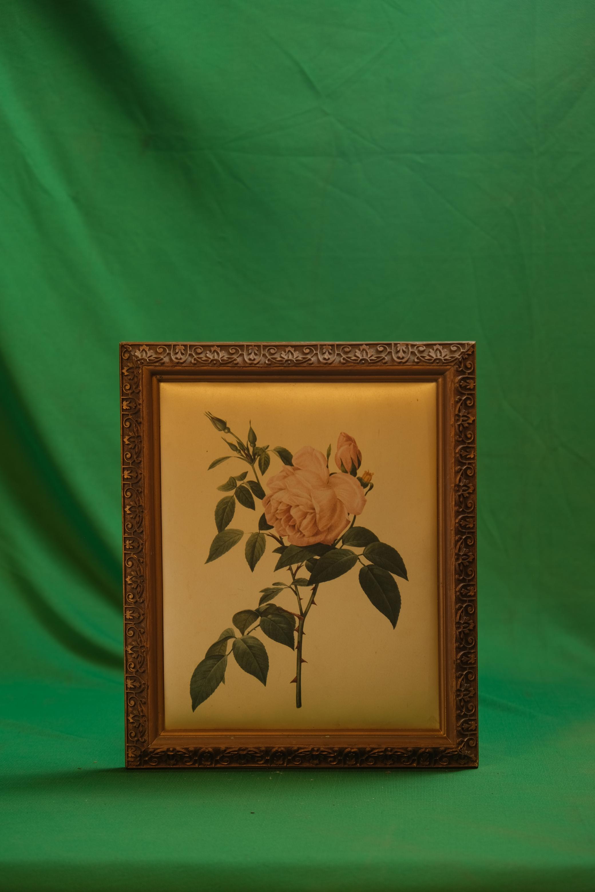The Sulphur Rose