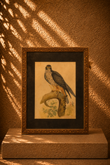 Falcon on a Gnarled Branch